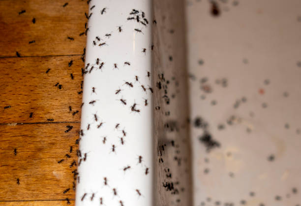 Best Ant Control Services  in East Dubuque, IL