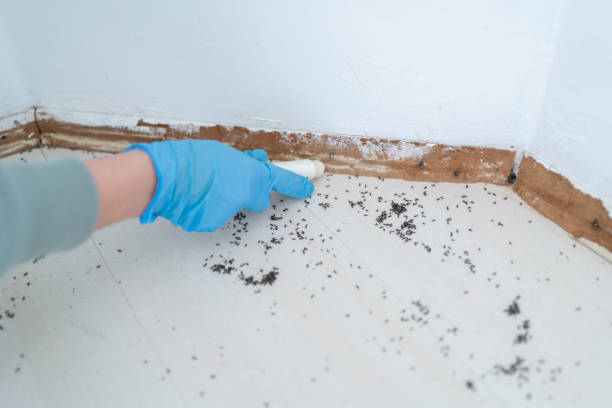 Trusted East Dubuque, IL Pest Control Experts